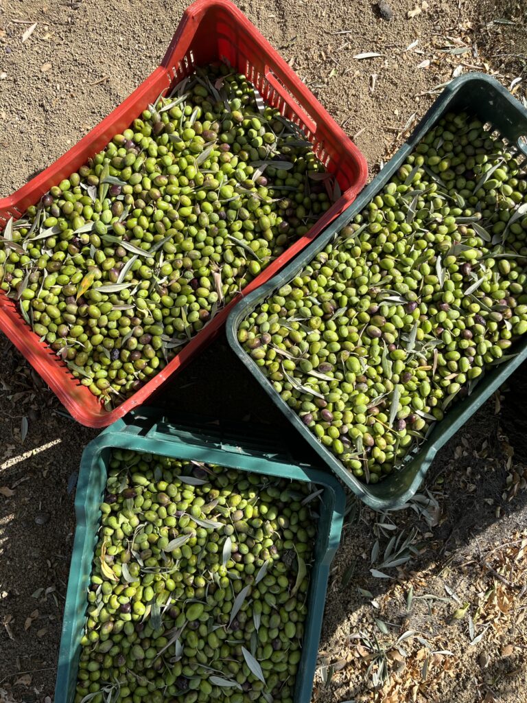świeżo zebrane zielone oliwki w trzech skrzyniach na owoce; zbiory oliwek na sycylii w listopadzie