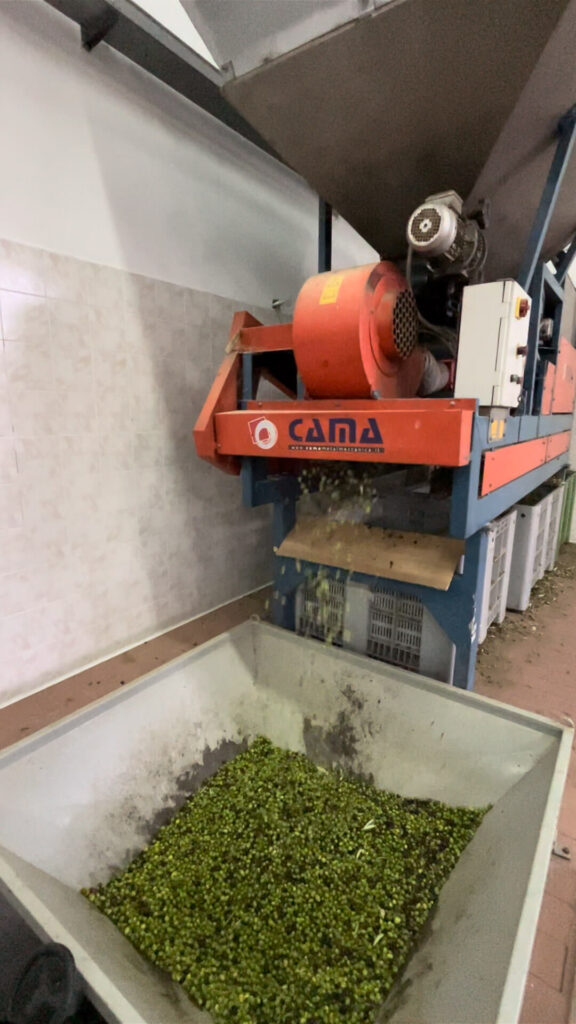 zbiory oliwek na Sycylii we Włoszech, na zdjęciu widać jak powstaje oliwa, oliwki są przeciskane w specjalnej maszynie