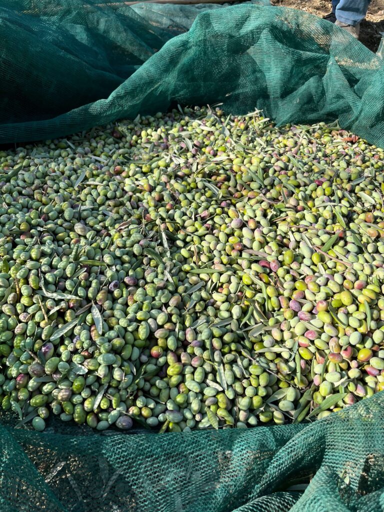 zbiory oliwek we Włoszech; świeżo zebrane zielone oliwki w specjalnej sieci do której oliwki są strząsane z gałęzi drzew