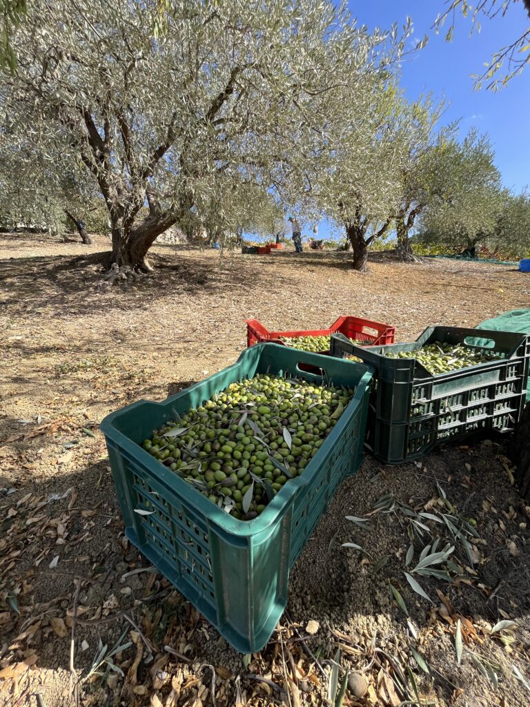 na zdjęciu widać gaj oliwny i drzewa oliwne w tle, a na pierwszym planie świeżo zebrane zielone oliwki w skrzyniach; zbiór oliwek na Sycylii w listopadzie